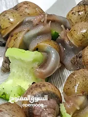  2 حلزون افريقي جملة و مفرق