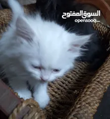  27 قطط للبيع السعار مشكله