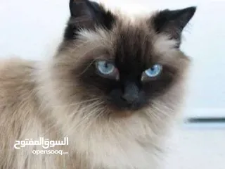  1 قطه هادئه مطيعه
