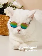  15 نظارات قطه او كلب بيبي شمسيه او قراءه تناسب جميع الانواع قطة  سكوتش انغوارا  شيرازي و لكل الاعمار لا