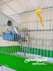  7 ببغاء كوكتيل ذكر وانثى مع قفص