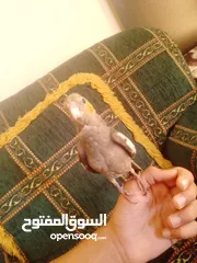  2 ببغاء كوكتيل اليف جدنننننن