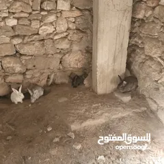  2 تسع ارانب وذكرين بناديك الماني وست جواز وفرده عمار اربع شهور بسم الله ما شاء الله