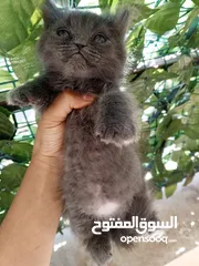  19 همالايا مكس شانشيلا