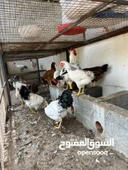  6 دجاج وصيصان للبيع