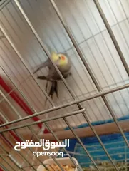 15 يوجد لدي اربع ببغاوات كوكتيل ما في ولا واحد منهم اليف في واحد بس شوي اليف  شاهد الوصف