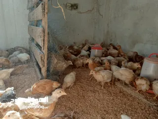  3 متاح صوص لوهمن براون البزره الاصليه