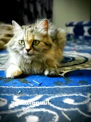  4 قطة شيرازي نظيف مدربه السعر 35000الف