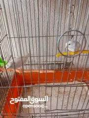  6 أكثر من 14جوز  موجود أكثر من20مخلف