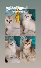  3 كتن عمر شهرين سكوتش فولد وستريت  اناث وذكور  جولدنny11 \12و جولدن بلاك و جولد بوينت