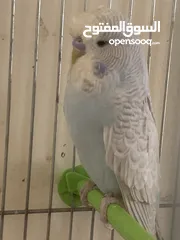  8 فراخ  كوكتيل و روز وحب إنجليزي