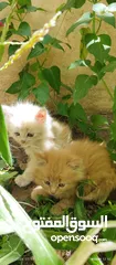  16 قطط شيرازي من المعدوم (3 قطط )عمر شهرين