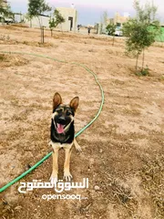  4 متاح ذكر ااااا