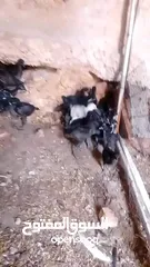  7 صيصان اجاج بلدي .