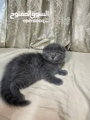  1 قطط سكوتش فولد