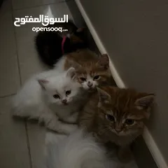  7 قطط ذكور واناث شيرازي مكس