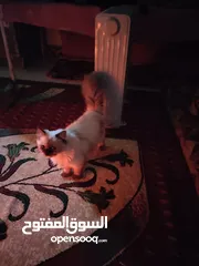  1 قطه هملايه فتره وتطلب تزاوج وياها اثنين او بحده