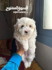  1 Havanese puppy