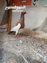  14 كنار جزري غامق ( احمر ) حمام باكستاني يهودي للبيع والسعر على التلفون التسليم بالسلط