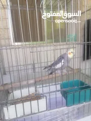  2 ببغاء كوكتيل ذكر