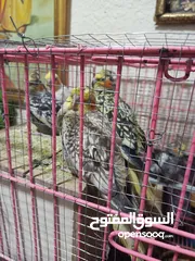  3 ببغاء كوكتيل اي لون