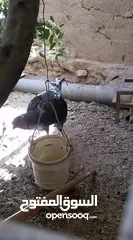  4 ديك وجاجه باكستاني للبيع
