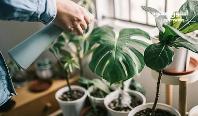  2 عناية بالزرع الداخلي - indoor plants service and care