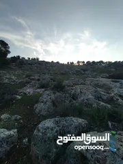  1 وز بلدي للبيع عدد 4