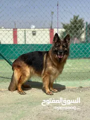  1 German shepherd