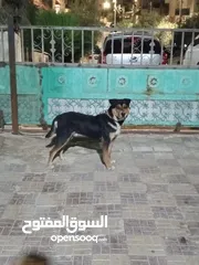  3 كلب روت للبيع او للبدل