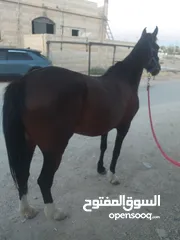  1 فرس عربيه بدون أوراق العمر 5سنين