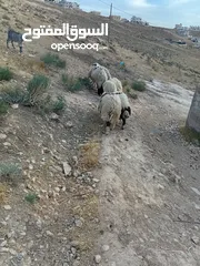  3 خرفان للبيع
