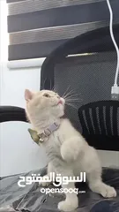 6 ذكر سكوتش شورت هير لون مميز