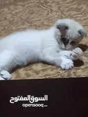 3 قط سكوتش فولد للبيع