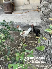  3 دجاج عرب اصلي للبيع شوف الوصف