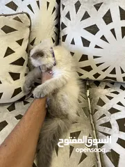 3 هملايا وايت عمر 4 اشهر مع جميع اغراضها