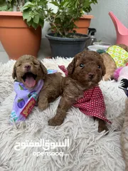  23 Toy Poodle PREMIUM puppies in Dubai