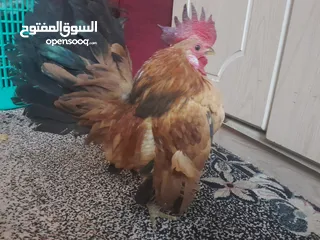  4 دجاج سيراما قزم اليف جدا