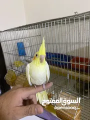  4 فراخ كوكتيل للبيع+قفاص مستعمله شبه جديده جديده قابل للبدل ع كوكتيل شغالات