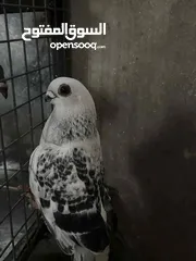  1 جوز بواز للبيع