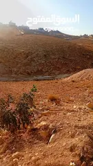  5 ارض للبيع في وسط الشواورة تصنيف الف سلطة