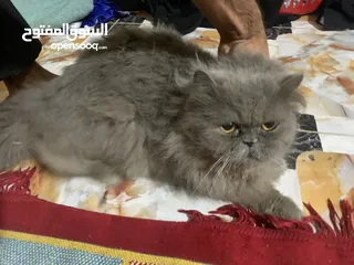  1 عدي 4 قطط للبيع بسعر مناسب