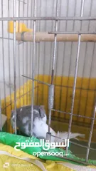  3 كوكتيل كروان وي فيس