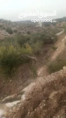  7 القبة الذهبية  اراضي بلعا دير الغصون