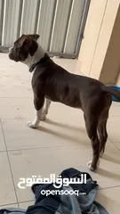  4 نثية اميركاً بولي xl-American bully xl