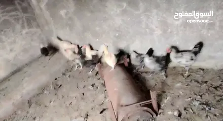  4 فراخ بلدي للبيع