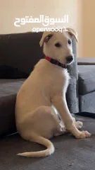  1 كلب Labrador Retriever
