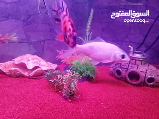  6 سمك سلفر بارب،سلفر شارك، كوي طفرات، سيكلد طفرات