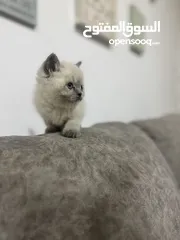  5 2 كيتن هملايا