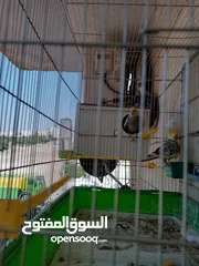  21 ببغاء كوكتيل ذكر وانثى مع قفص
